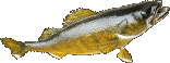 Walleye Fish