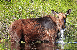 Ontario Moose Hunt