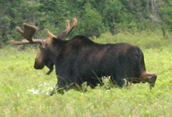 Moose Sighting at Ogoki Reservior