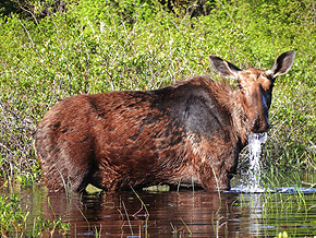 Canada Moose Hunting At its best from Ogoki Frontier