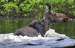 Nice Moose Hunt Picture