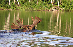 Ontario Moose Hunt