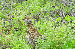 Partridge Hunting